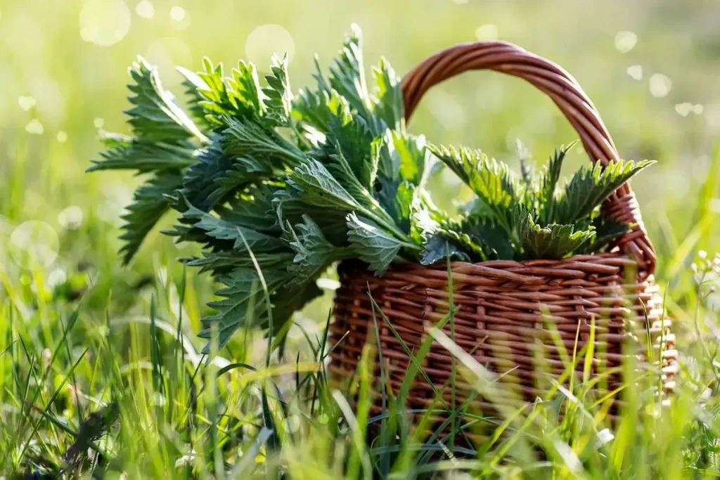 Дикорастущие растения в нашей кухне